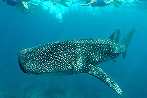 diving shark maldives