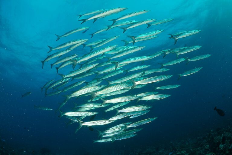 barracudas