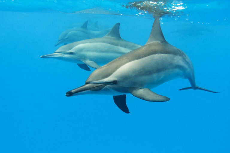 dolphins