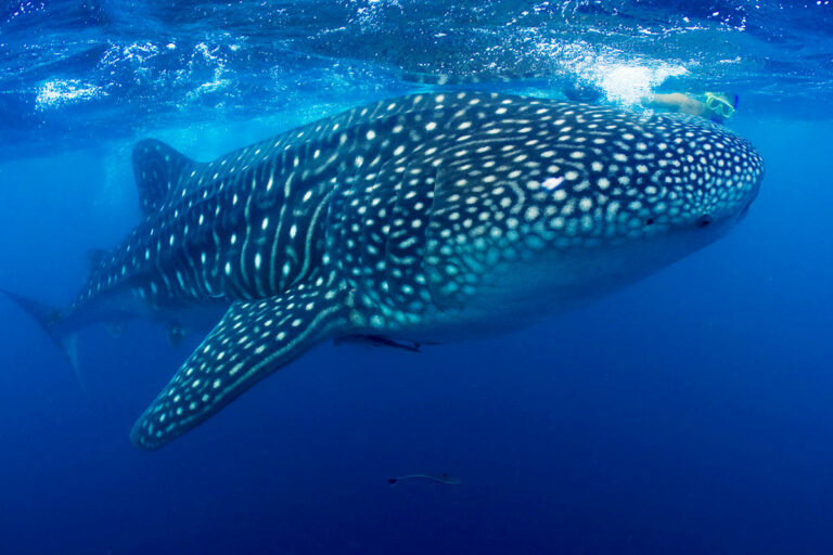 whale-shark